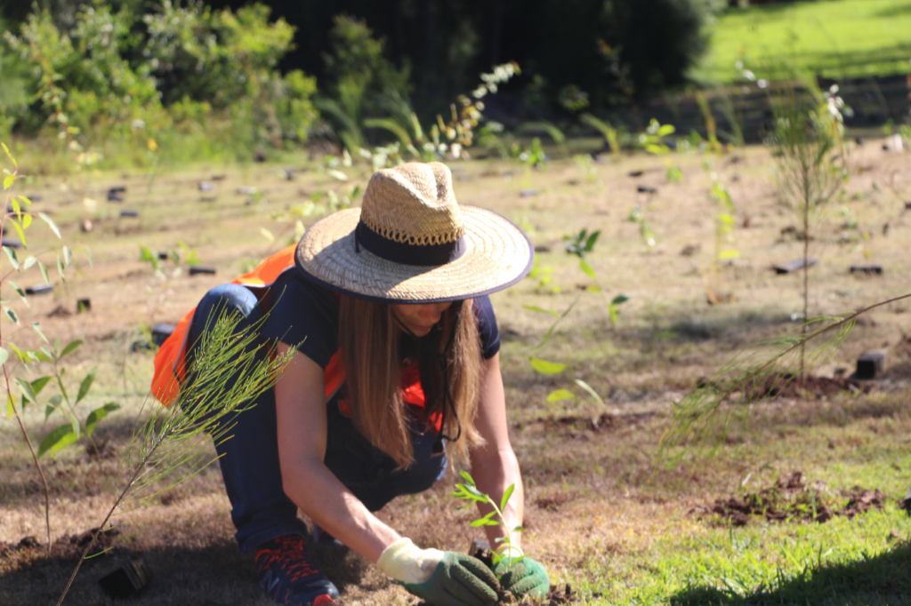 plant native trees - Lightwire